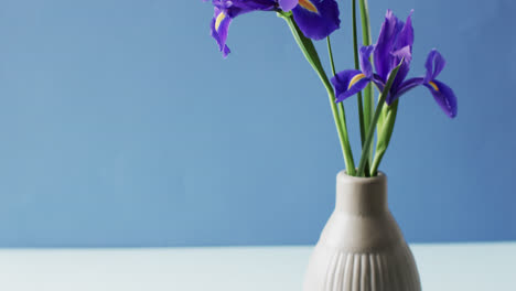 Video-Von-Lila-Irisblüten-In-Einer-Weißen-Vase-Mit-Kopierraum-Auf-Blauem-Hintergrund