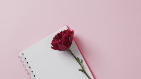 Video-of-red-flower-on-notebook-and-copy-space-on-pink-background