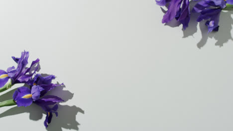 Video-Von-Lila-Irisblüten-Mit-Kopierraum-Auf-Weißem-Hintergrund