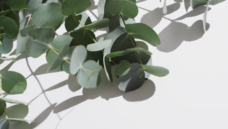 Video-Von-Grünen-Pflanzenblättern-Mit-Kopierraum-Auf-Weißem-Hintergrund
