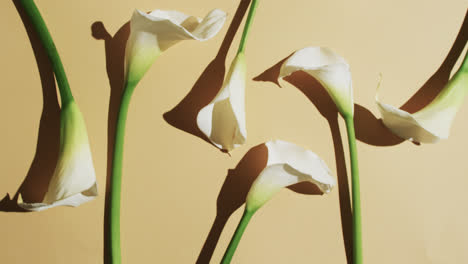 Video-Von-Weißen-Kalia-Blumen-Mit-Kopierraum-Auf-Gelbem-Hintergrund