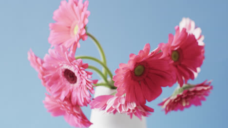 Video-of-pink-flowers-in-white-vase-with-copy-space-on-blue-background