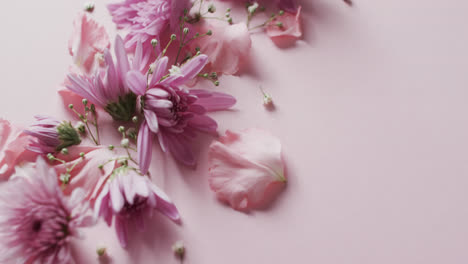 Video-Von-Rosa-Blumen-Und-Blütenblättern-Mit-Kopierraum-Auf-Rosa-Hintergrund