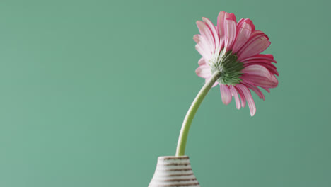 Video-of-pink-gerbera-flower-in-white-vase-with-copy-space-on-green-background