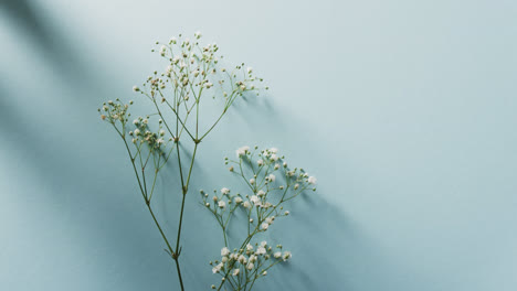 Video-of-multiple-white-flowers-and-copy-space-on-blue-background