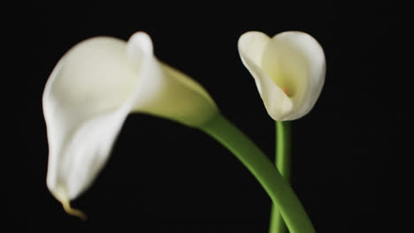 Video-Von-Weißen-Kalia-Blumen-Mit-Kopierraum-Auf-Schwarzem-Hintergrund