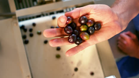 Hand-full-of-olive-over-the-olive-processing-machine