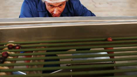 Technician-examining-olive-on-conveyor-belt
