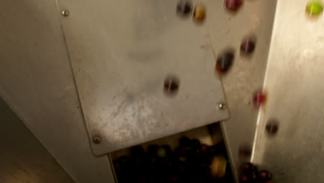 Fresh-olives-being-poured-into-machine