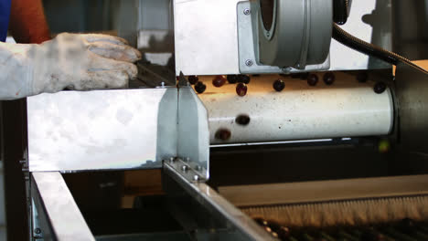 Fresh-olives-on-conveyor-belt
