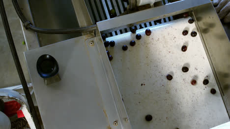Fresh-olives-moving-on-conveyor-belt