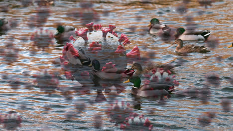 Covid-19-cells-against-ducks-swimming-in-a-lake