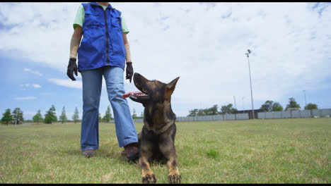 Trainer-walking-towards-shepherd-dog-in-field-4k