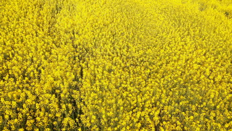 Beautiful-mustard-field-4k