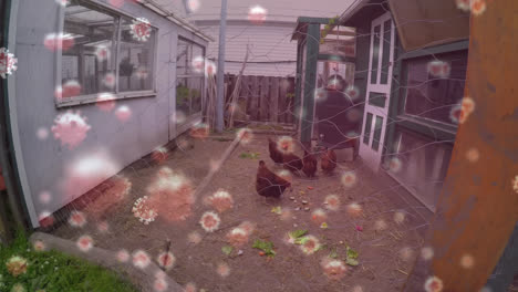 Covid-19-cells-against-man-feeding-hens