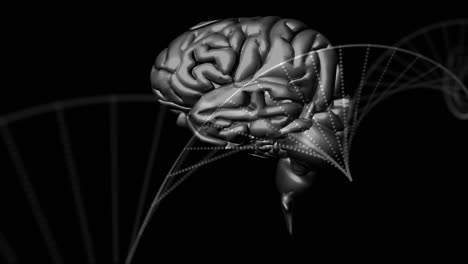 Digitale-Animation-Des-Menschlichen-Gehirns-Und-Der-DNA-Struktur,-Die-Sich-Vor-Schwarzem-Hintergrund-Dreht