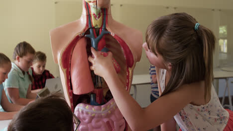 Mädchen-Berührt-Menschliches-Anatomiemodell