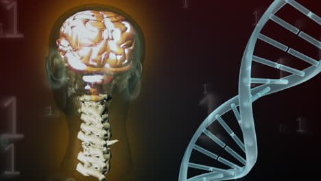 Digitaler-Verbund-Des-Menschlichen-Gehirns,-Der-DNA-Und-Des-Binärsystems