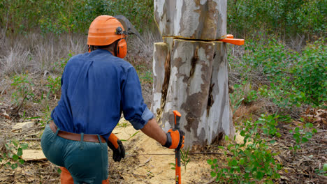Lumberjack-checking-tree-trunk-in-forest-4k