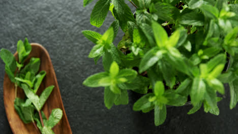 Basil-herb-on-black-background-4k