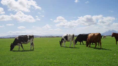 Cattle-grazing-in-the-farm-4k