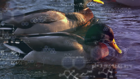 Mathematische-Gleichungen-Gegen-Enten,-Die-In-Einem-See-Schwimmen