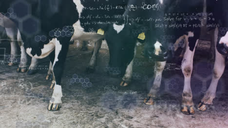 Chemical-structures-and-mathemathical-equations-against-cows-in-shed