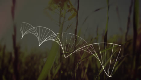 Digitale-Komposition-Einer-DNA-Struktur,-Die-Sich-Gegen-Im-Wind-Bewegtes-Gras-Dreht