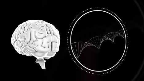 Digitale-Animation-Des-Menschlichen-Gehirns-Und-Der-DNA-Struktur,-Die-Sich-Vor-Violettem-Hintergrund-Dreht