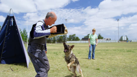 Trainer-Trainiert-Einen-Schäferhund-Auf-Dem-Feld-4k