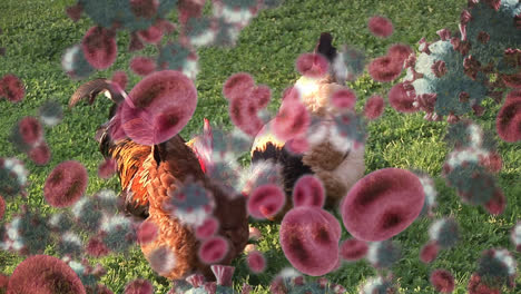 Covid-19-Zellen-Und-Blutgefäße-Gegen-Hühner,-Die-Auf-Einem-Bauernhof-Fressen