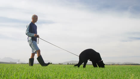 Shepherd-dog-walking-with-his-owner-in-the-farm-4k