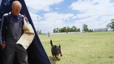 Trainer-training-a-shepherd-dog-in-the-field-4k