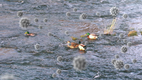 Covid-19-Zellen-Gegen-Enten,-Die-In-Einem-See-Schwimmen