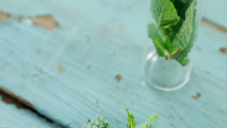 Fresh-mint-leaves-in-jar-4k