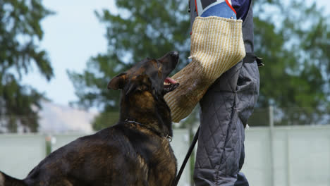 Trainer-training-a-shepherd-dog-in-the-field-4k