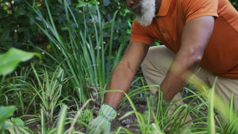African-american-senior-man-wearing-gardening-gloves-gardening-in-the-garden
