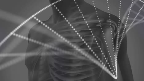 Digitale-Animation-Einer-DNA-Struktur,-Die-Sich-Vor-Einem-Menschlichen-Modell-Auf-Grauem-Hintergrund-Dreht