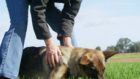Shepherd-dog-with-his-owner-in-the-farm-4k