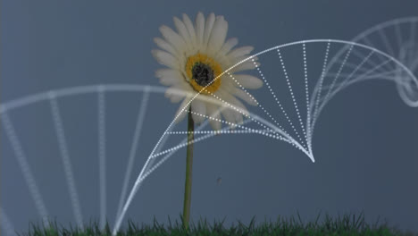 Digital-composition-of-dna-structure-spinning-against-white-flower-on-grass