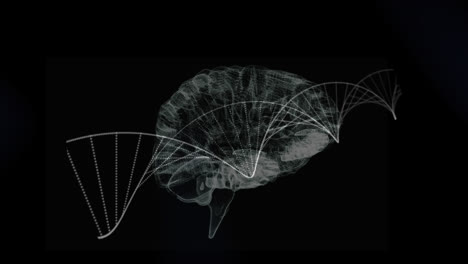 Digitale-Animation-Des-Menschlichen-Gehirns-Und-Der-DNA-Struktur,-Die-Sich-Vor-Schwarzem-Hintergrund-Dreht