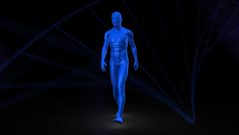 Animación-Digital-De-Un-Modelo-Masculino-Humano-3d-Caminando-Contra-La-Estructura-Del-Adn-Girando-Sobre-Fondo-Negro
