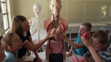 Gruppe-Von-Kindern-Berühren-Menschliche-Anatomiemodell
