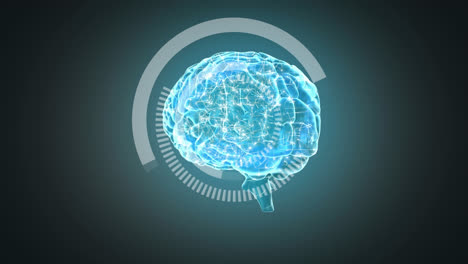 3D-Darstellung-Des-Menschlichen-Gehirns