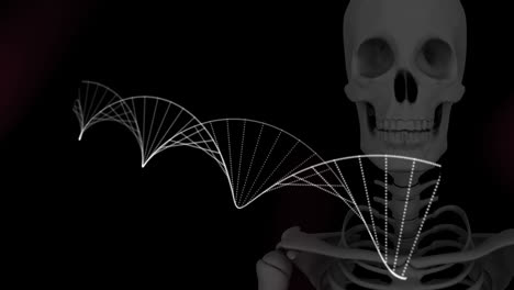 Digitale-Animation-Einer-DNA-Struktur,-Die-Sich-Vor-Einem-Menschlichen-Skelettmodell-Auf-Schwarzem-Hintergrund-Dreht