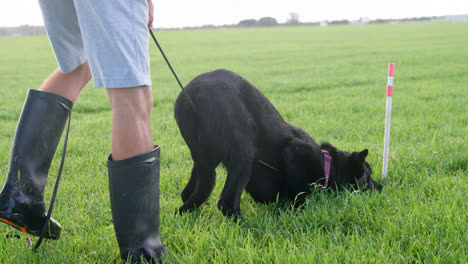 Shepherd-dog-walking-in-the-field-with-his-owner-4k