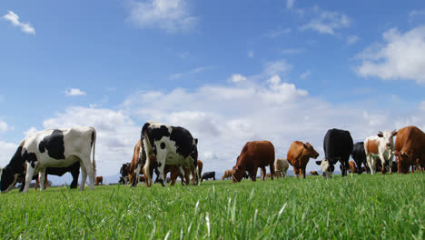 Cattle-grazing-in-the-farm-4k