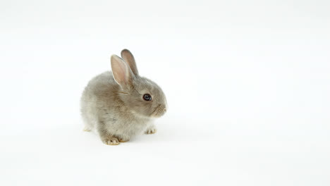 Animation-of-gold-confetti-falling-over-small,-cute-grey-rabbit-on-white-background