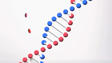 Animation-Eines-Rotierenden-3D-DNA-Strangs-Mit-Fallenden-Bunten-Pillen-Auf-Weißem-Hintergrund