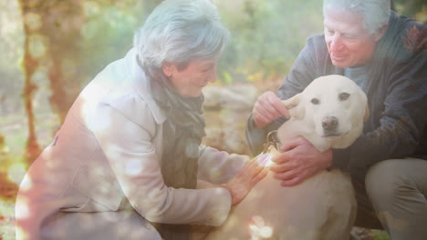 Animation-of-glowing-light-over-portrait-of-happy-senior-couple-stroking-dog